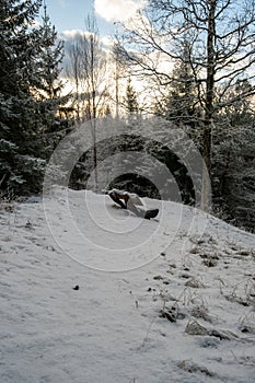 Whispers of Winter: Bench Amidst Snow-Clad Firs in Dobele, Latvija