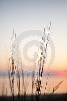 Whispy beach grass at sunset