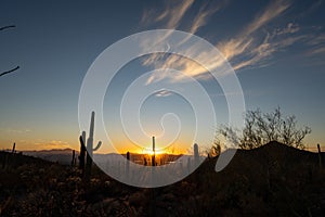 Whispy Cloud Over Saguaro Cacus At Sunset