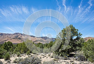 Whispy Clouds over Pinyon Juniper Woods photo