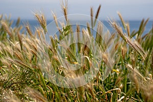 Whispy reeds dance in the wind along the coast of southern California, along the Pacific Ocean