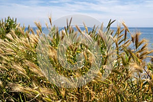 Whispy reeds dance in the wind along the coast of southern California, along the Pacific Ocean