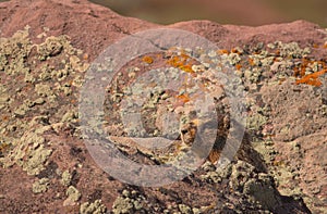 Whistel pig Marmota monax in red rocks