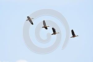 Whistiling ducks in flight