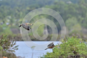 Whistiling ducks in flight