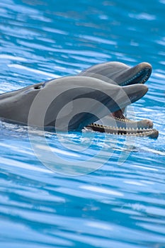 Whistling Bottlenose Dolphins