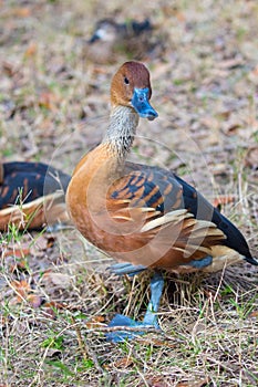 Whistling Duck sits on the ground