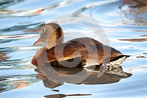 Whistling Duck Swimming in the Blue Water