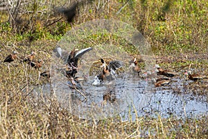 Whistling Ducks Gang Fighting, Territorial Squabble