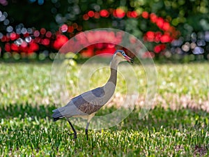 Whistling Heron photo