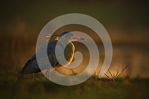 Whistling Heron, Syrigma sibilatrix, bird with evening sun, Pantanal, Brazil