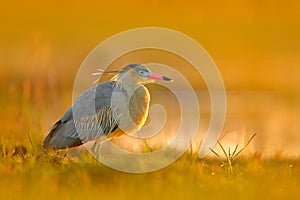 Whistling Heron, Syrigma sibilatrix, bird with evening sun, Pantanal, Brazil. Bird in beautiful morning sun. Sunset nature lake. W photo