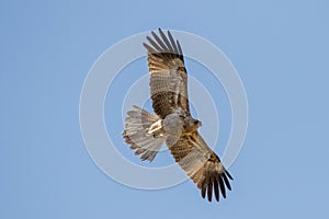 Whistling Kite