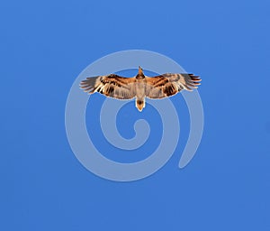 Whistling Kite