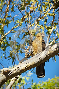 Whistling Kite