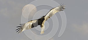 Whistling Kite bird in flight