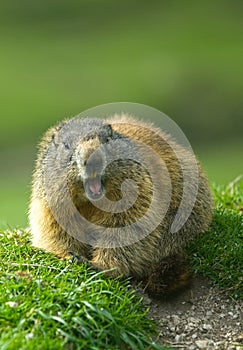 Whistling marmot with open mouth