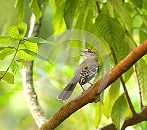 Singing northern mocking bird