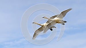 Whistling swan pair flying