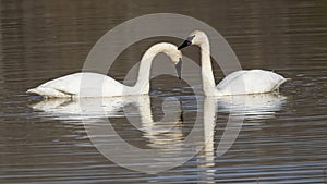 Whistling swan pair in water