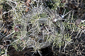 Whistling Thorn Acacia