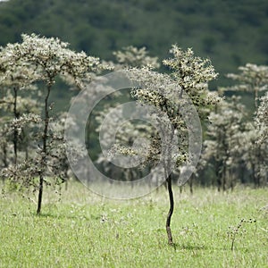 Whistling thorn - Acacia dreparalobium