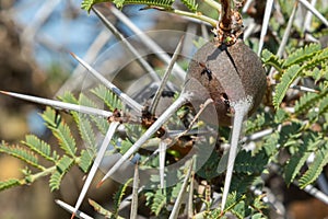 Whistling Thorn Acacia Tree Corm