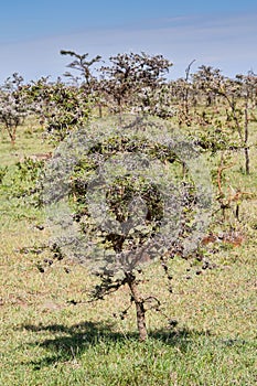 Whistling Thorn Acacia Tree