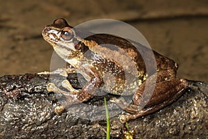 Whistling Tree Frog