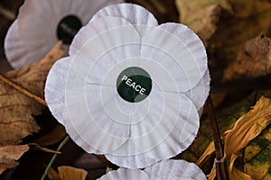 White e poppies symbol of  peace