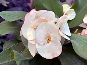 Whit flowers bloomed on a rubber plant