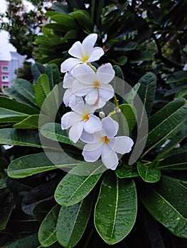 Whit Frangipani Flower, rain, leaves, beautiful, amazing, lovey, evening, plant