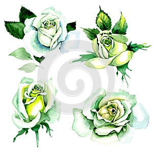 Whit roses. Floral botanical flower. Wild spring leaf wildflower isolated.