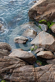 Whit seagull sit on wet rock in small bay