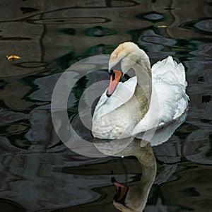 Whit swan in the river