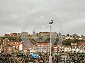 Whitby - houses and hills and a seagull.