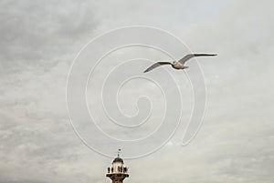 Whitby, Yorkshire, England - seagull in the air.