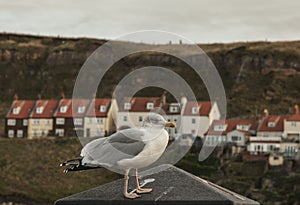 Whitby, Yorkshire, England - a seagull and some houses.