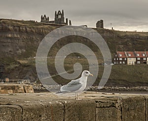 Whitby, Yorkshire - a seagull and the Abby.