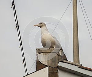 Whitby, Yorkshire - a seagull, looking up.