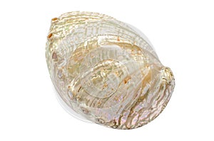 White Abalone Haliotis seashell