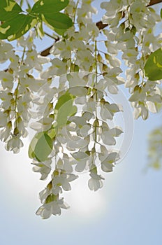 White acacia flowers against sun and sky.