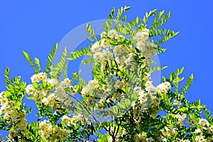 White acacia flowers on blue sky background