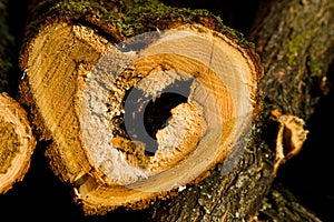 White acacia wood, heart shape in the woods