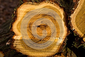 Bílá textura akátového dřeva řezaná v lese