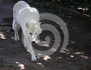 White Actic Wolf Walking