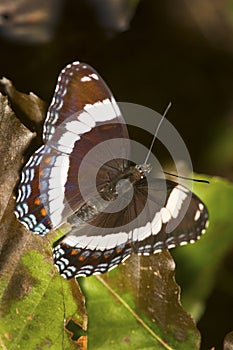 White admiral butterfly with open wings in New Hampshire. photo