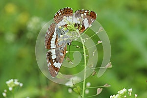 Limenitis camilla butterfly photo