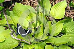 White admiral butterfly in  green leaved hostas Minnesota