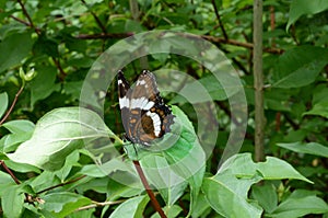White Admiral Butterfly lands briefly in garden